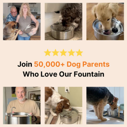 Dog water fountain
