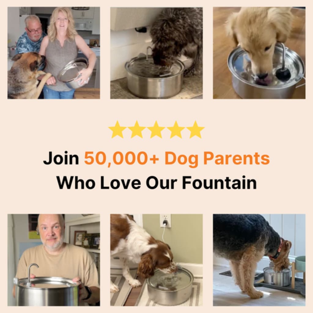 Dog water fountain