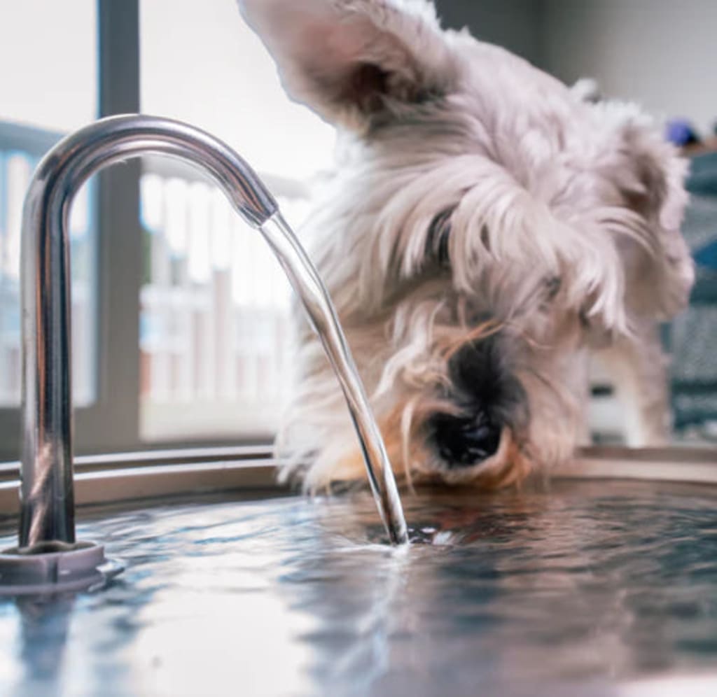Dog water fountain