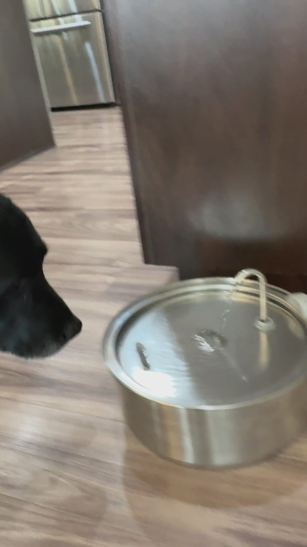 Dog water fountain